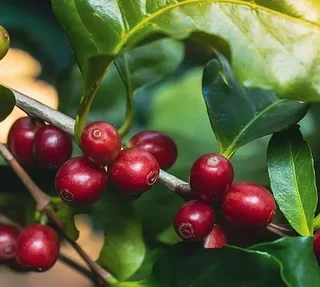 1 kg - Coffee beans - Crema No. 1 - GORILLA COFFEE