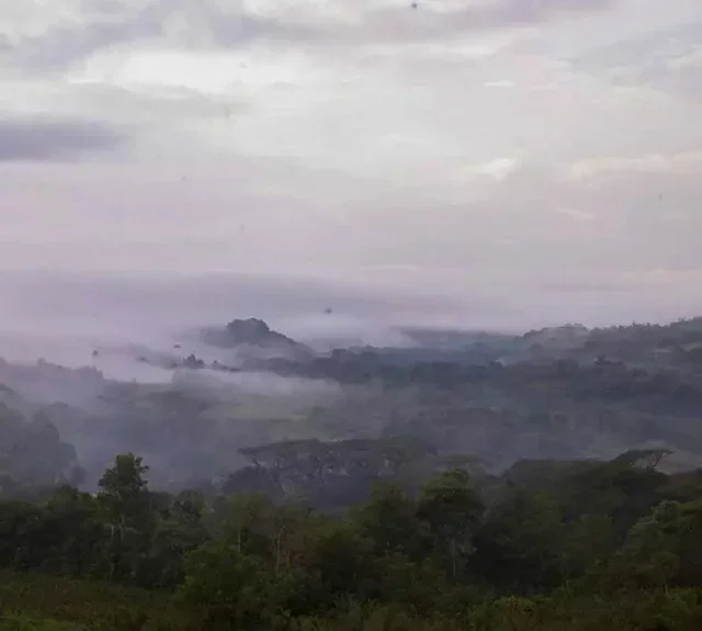 10 capsules compatible with Nespresso* Original Yeti Village Organic - TERRES DE CAFÉ