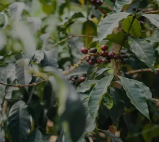 10 Nespresso*-compatible Original Hazelnut capsules - CAFÉ ROYAL