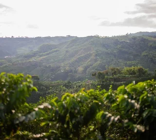 200 g - Koffiebonen - Castillo Vanilla Fudge - LUGAT