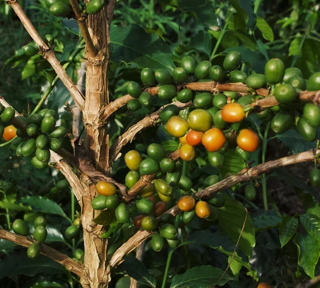 200 g - Koffiebonen - Castillo Vanilla Fudge - LUGAT