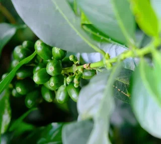 250 g - Caffè in grani - Colombia Las Planadas Bio - LUGAT