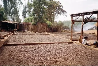 250 g - Café em grão - Etiópia Moka Nekemte Bio - LUGAT