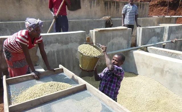 250 g - Ground coffee - Ethiopia Moka Sidamo Marabou, for filter coffee makers - LUGAT