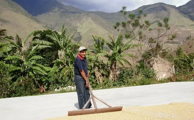 250 g - Gemalen koffie - Peru Altura Bio, geschikt voor een Italiaans koffiezetapparaat - LUGAT