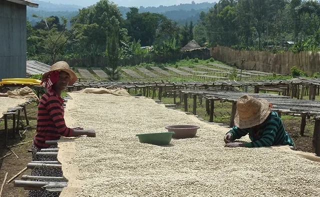 250 г – Мляно кафе – Етиопия Moka Sidamo Marabou – LUGAT