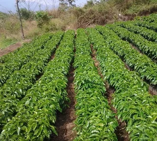 250 g Kokonaiset Kahvipavut - La Colina - THE BARN
