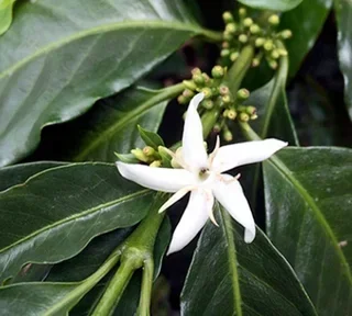 250 g - Kafa u zrnu - Meksiko Sueño Dekofeinisana vodenom metodom Bio - LUGAT