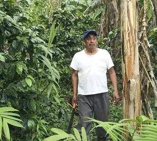 250 g - Kafa u zrnu - Meksiko Sueño Dekofeinisana vodenom metodom Bio - LUGAT