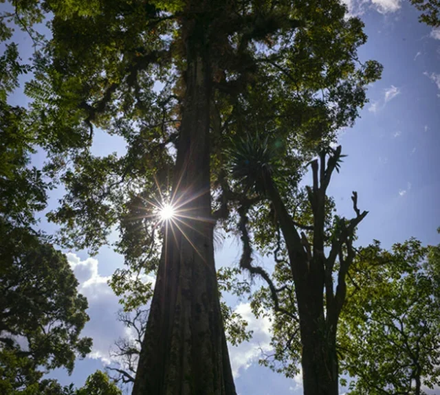 Caffè in Grani Bio The Forest 250g - TERRES DE CAFÉ