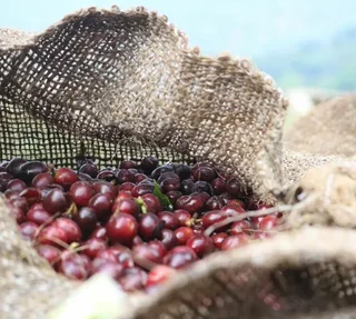 250g El Maya LUGAT Coffee Beans - Guatemala Single Origin