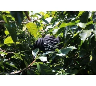 250g - Ground Coffee - Slow Coffee Variety Pack - LUGAT