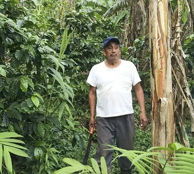 250g - Organic Mexico Sueño Whole Bean Pro Coffee - Water Decaf - Lugat