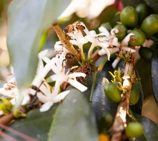 33 Nespresso* Original Compatible Capsules - Lungo Forte - Fairtrade - LA SEMEUSE