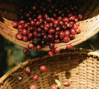 600 Nespresso* Pro kompatibilis kapszula Monte Verde Bio Fair Trade – GREEN LION COFFEE