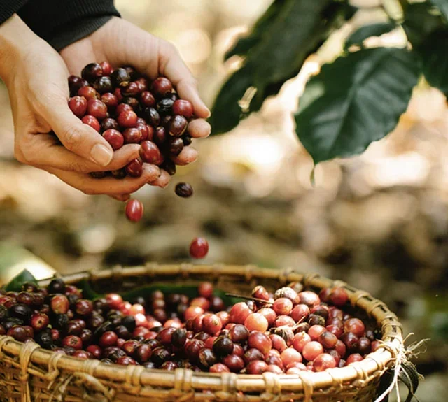 Green Lion Coffee – Bio felfedező csomag 1000 Nespresso*-kompatibilis kapszulával