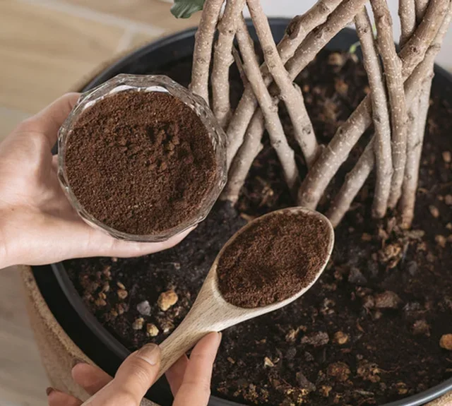 Bio kávékóstoló csomag, 500 db kapszula, Nespresso* Pro kompatibilis – GREEN LION COFFEE