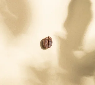 GREEN LION COFFEE - Monte Verde Organic - 2 x 1 kg - Fair Trade Whole Bean Coffee