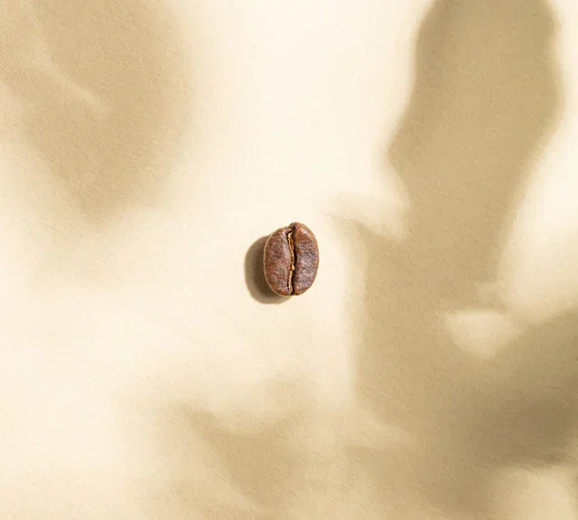 GREEN LION COFFEE - Monte Verde Organic - 2 x 1 kg - Fair Trade Whole Bean Coffee