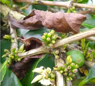 Kaffeebohnen Indien Malabar 250g - LUGAT