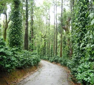 Café en grano India Malabar 250g - LUGAT