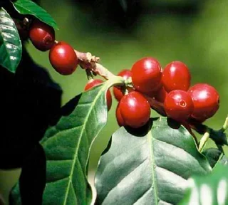 Kaffeebohnen Indien Malabar 250g - LUGAT