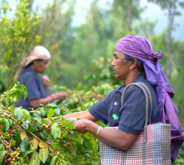 Caffè in Grani Malabar India Bio 500 g - Fairtrade - LA SEMEUSE