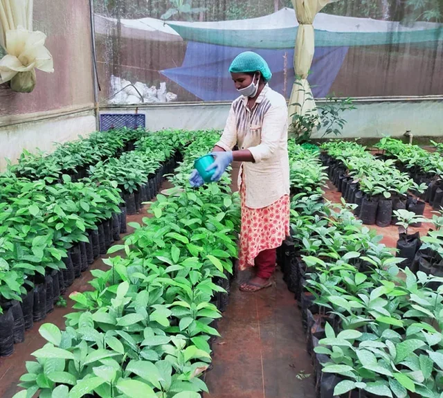 Caffè in Grani Malabar India Bio 500 g - Fairtrade - LA SEMEUSE