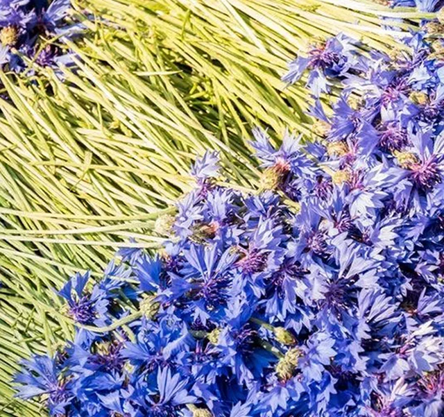 Tè Floreale Biologico Fiori di Bosco - 2 Mazzi (10 Tazze) - HORAE