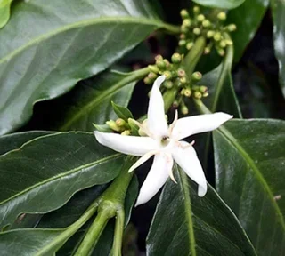 Organic Mexico Sueño Coffee Beans 1kg - Water Process Decaf - Lugat