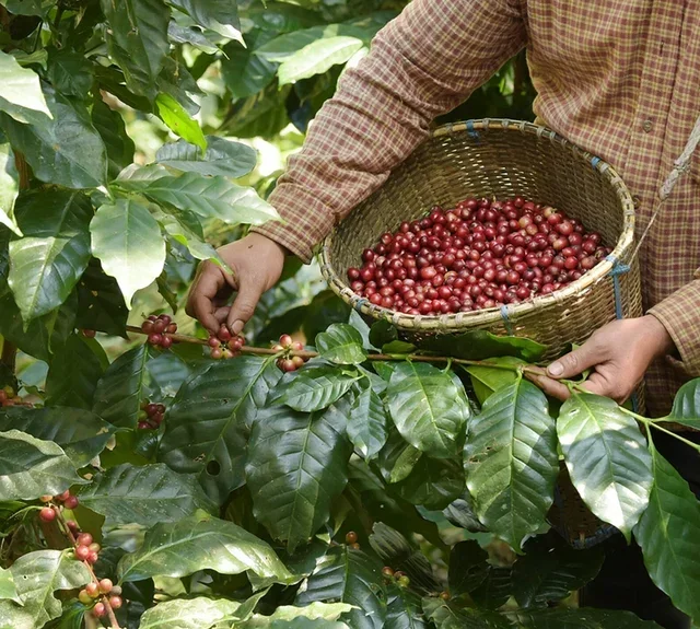 Der kompakte Ratgeber zur Kaffeeauswahl - 66 Seiten